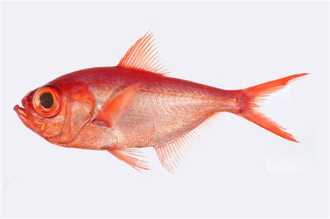 Alfonsino .